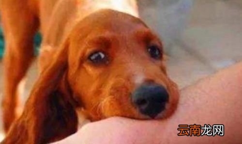 狂犬疫苗在被咬后最迟多久打有效