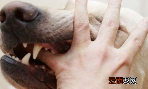狂犬疫苗在被咬后最迟多久打有效