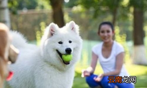 狂犬疫苗在被咬后最迟多久打有效