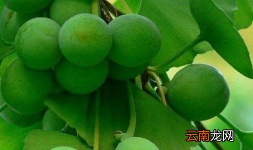 掉下来的银杏果能吃吗