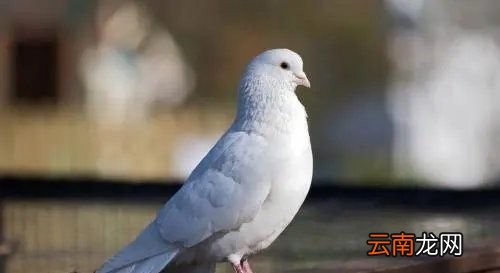 鸽子怎么养才不会飞走