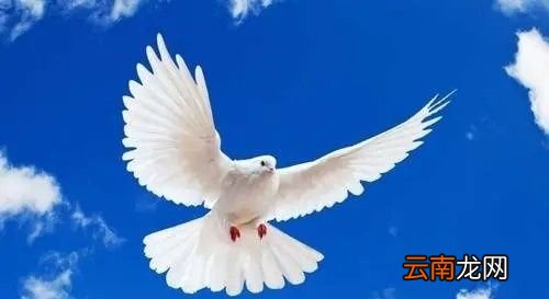 鸽子怎么养才不会飞走