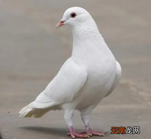 鸽子怎么养才不会飞走