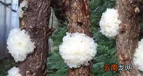 煮好的银耳可以放几天