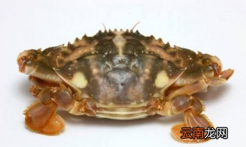 螃蟹蒸熟了放冰箱冷冻后能吃吗