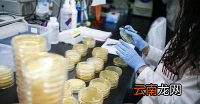什么是病毒抗体检测呢