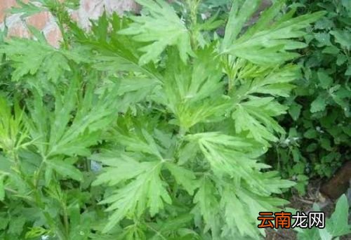 用艾叶做枕头有什么好处