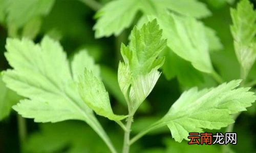 用艾叶做枕头有什么好处