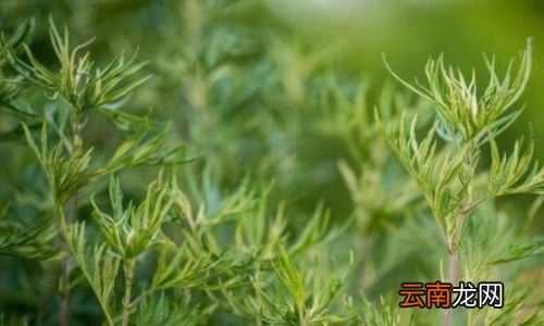 用艾叶做枕头有什么好处