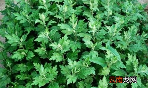 用艾叶做枕头有什么好处