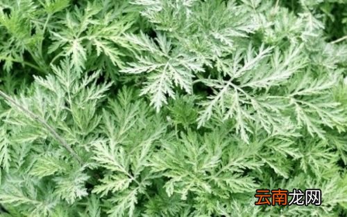 艾叶做枕头有哪些好处呢