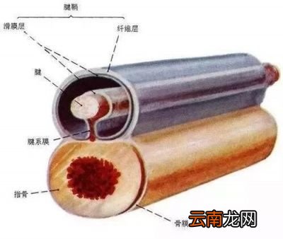腱鞘炎如何保养呢