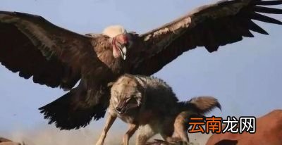 除了金雕外狼还有哪些天敌呢