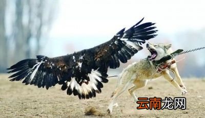 除了金雕外狼还有哪些天敌呢