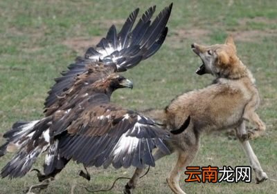 除了金雕外狼还有哪些天敌呢