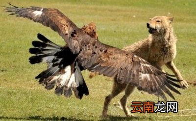 除了金雕外狼还有哪些天敌呢