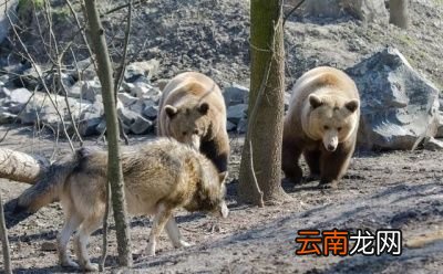 除了金雕外狼还有哪些天敌呢
