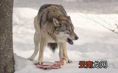 除了金雕外狼还有哪些天敌呢
