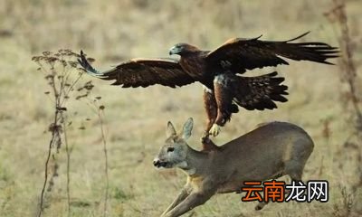 除了金雕外狼还有哪些天敌呢