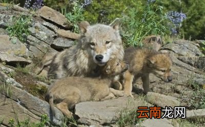 除了金雕外狼还有哪些天敌呢