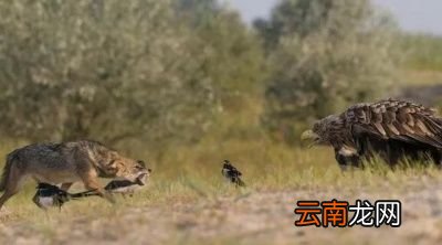除了金雕外狼还有哪些天敌呢