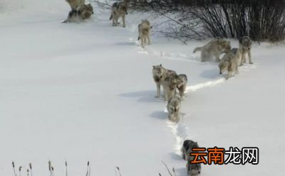 除了金雕外狼还有哪些天敌呢
