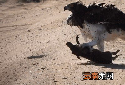 除了金雕外狼还有哪些天敌呢