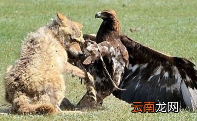除了金雕外狼还有哪些天敌呢