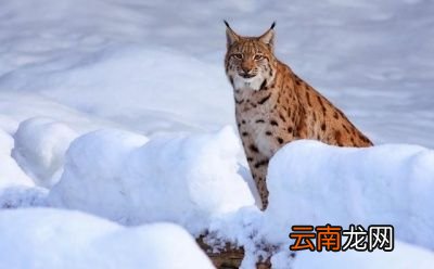 除了金雕外狼还有哪些天敌呢