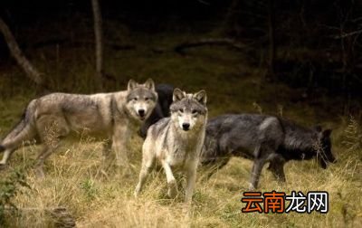 除了金雕外狼还有哪些天敌呢