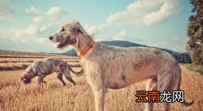 狼是什么动物的天敌呢