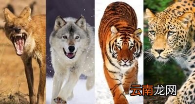 狼是什么动物的天敌呢