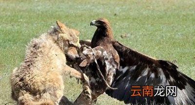 狼是什么动物的天敌呢