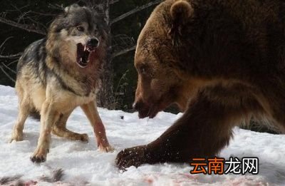 狼是什么动物的天敌呢