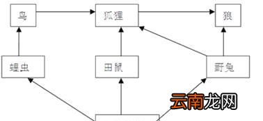 狼是什么动物的天敌呢