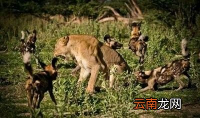 狼是什么动物的天敌呢