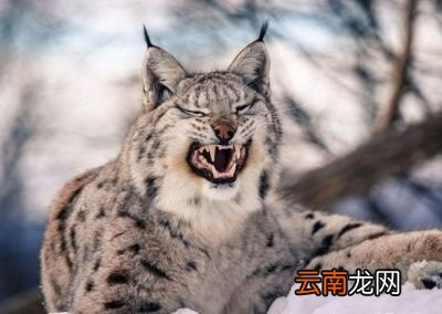 狼是什么动物的天敌呢