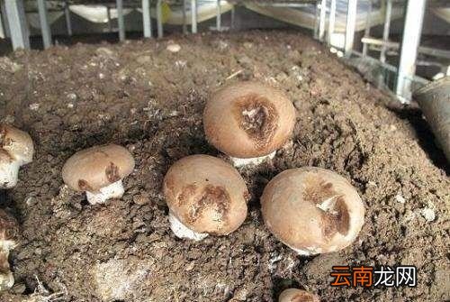 蘑菇在冰箱里长白毛怎么办