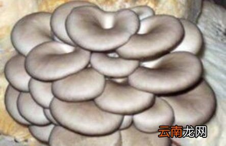 蘑菇在冰箱里长白毛怎么办