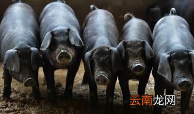 为什么有的猪肉闻起来有股骚味