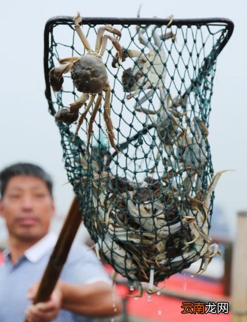 螃蟹柿子一起吃会怎么样