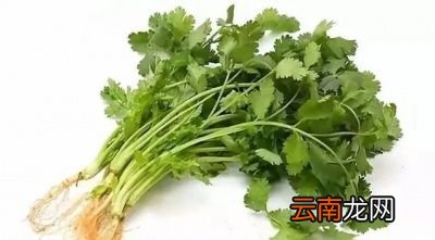 吃香菜对身体有不少的好处