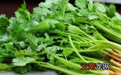 生吃香菜有什么好处