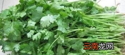 生吃香菜对身体的好处