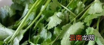 生吃香菜对身体的好处