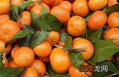 橘子与桔子有何不同怎么区分