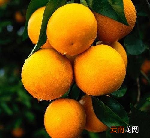 柑和橙子哪个更有营养