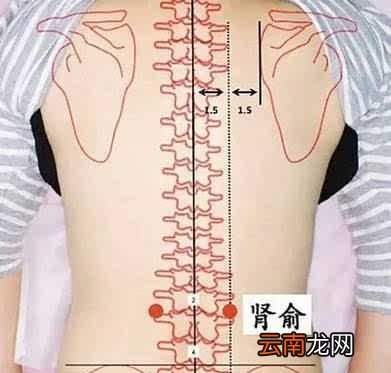 肾阴虚和肾阳虚应该先调理哪个