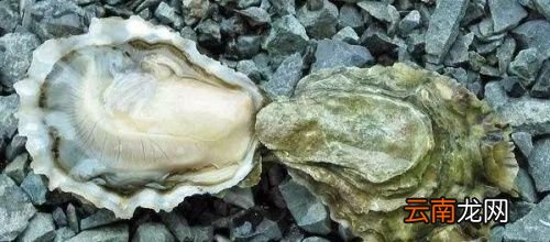 生蚝很腥为什么可以生吃