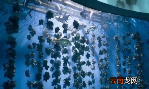 生蚝很腥为什么可以生吃